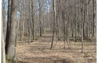 Property photo 126 - REAL ESTATE & PERSONAL PROPERTY AUCTION, 140 Acres offered in 8 Tracts or Combinations in Steuben County